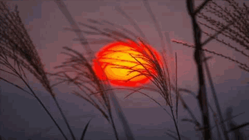 Champai Dhoop To Saye Lyrics - Deepti Naval | Vinod Khanna | Dimple Kapadia | Shubha Mudgal