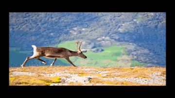 Ghat Ghat Ka Pani Lyrics - Jagdeep | Shakti Kapoor | Sharat Saxena | Usha Mangeshkar