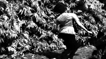 Haan Humne Pyar Kiya Lyrics - Helen | Bela Bose | Uma Dutt | Mohammed Rafi | Suman Kalyanpur