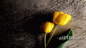 Kabhi Socha Na Tha Maine Lyrics - Sonali Bendre | Usha Bachani | Nikhil Chinappa | Sonali Vajpayee | Sonu Nigam
