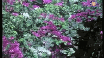 Kaisi Hu Mai Lyrics - Naseeruddin Shah | Rajendra Nath | Jagdeep | Hemlata