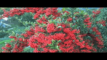 Lo Chal Diye Woh Lyrics - Shahnawaz | Santosh | Noor Jehan