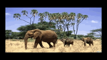 Main Aur Mere Haathi (Title) Lyrics - Sharat Saxena | Suresh Oberoi | Poonam Dhillon | Kishore Kumar