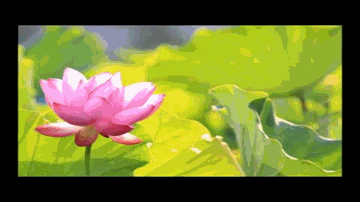 Pakka Dilbar Jaani Lyrics - Nagma | Srinivasa Rao Kota | Soundarya | Asha Bhosle | Harìharan