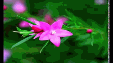Saanjh Bhayi Ghar Aaya Lyrics - Shamim | Shyam Kumar | Gulam Mohammad