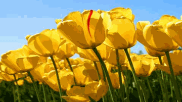 Sajna O Sajna Lyrics - Runa Laila