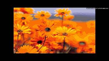 Taron Ki Chhaon Tale Lyrics - Chitra | Jairaj | Kumud | Mohammed Rafi | Suman Kalyanpur
