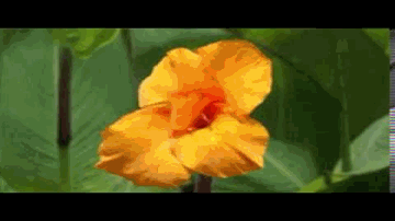 Tumhe Dil Se Jaane Lyrics - Shamim | Shyam Kumar | Gulam Mohammad | Zohrabai Ambalewali