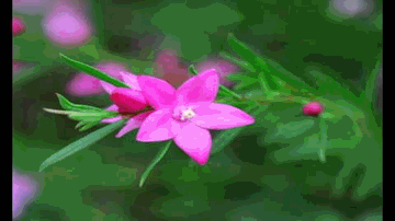 Tune Samjhi Hi Nahi Kya Hai Haqeeqat Meri Lyrics - Vijaya Majumdar